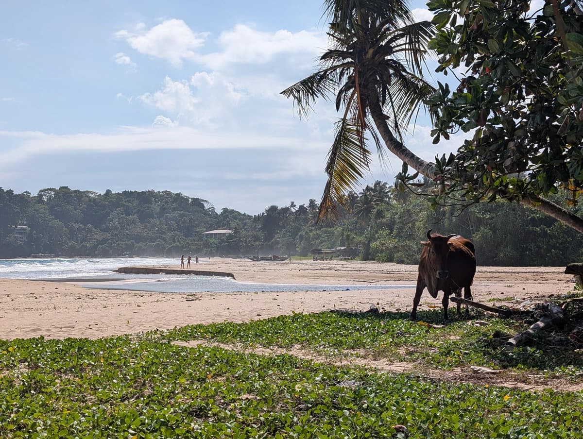 Kráva na pláži Kráva na pláži