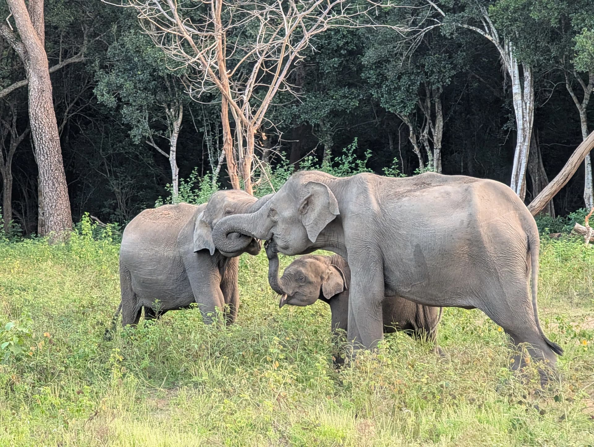 Safari v Yala Safari v Yala