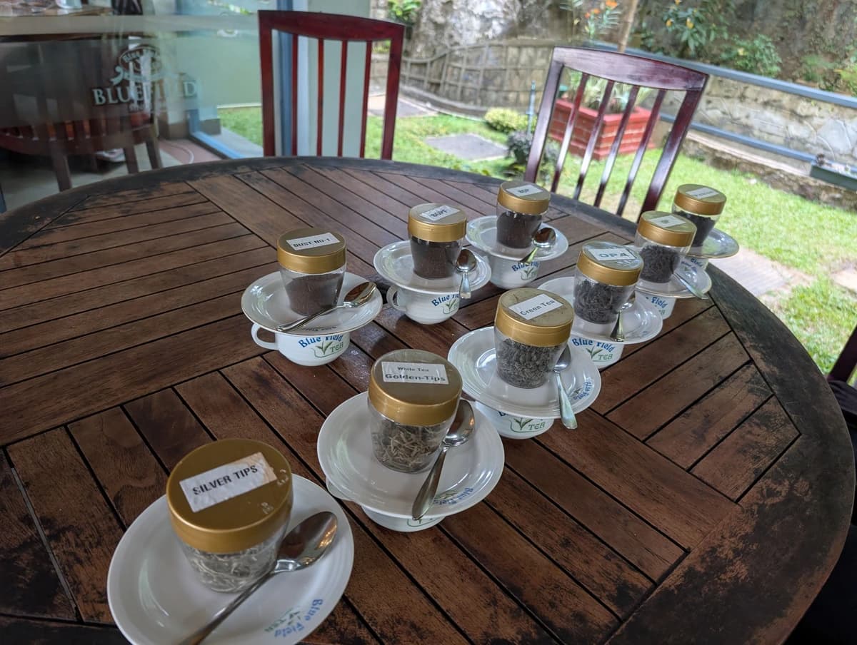 Ochutnávka čaje Ochutnávka čaje