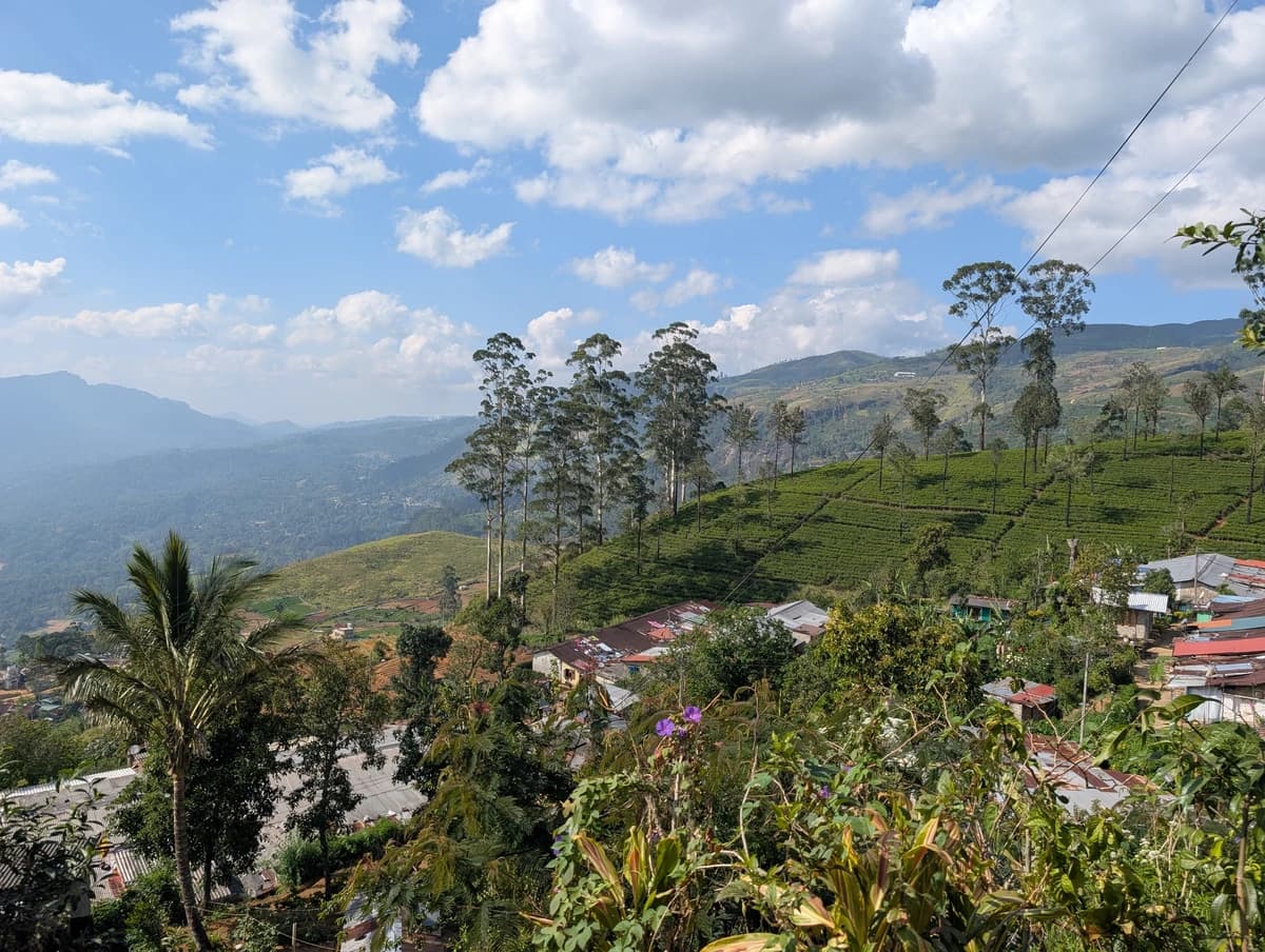 Čajová plantáž Čajová plantáž