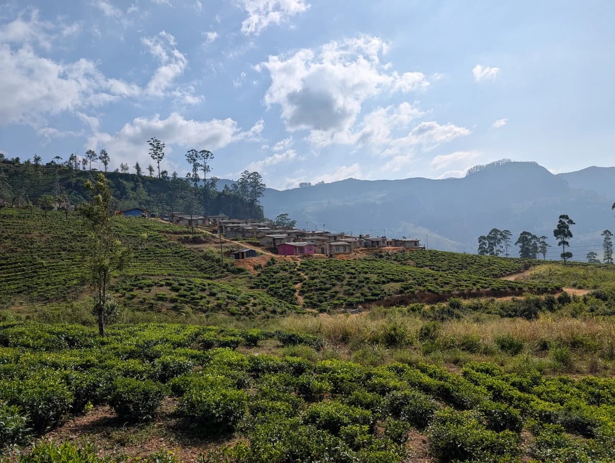 Čajová plantáž Čajová plantáž