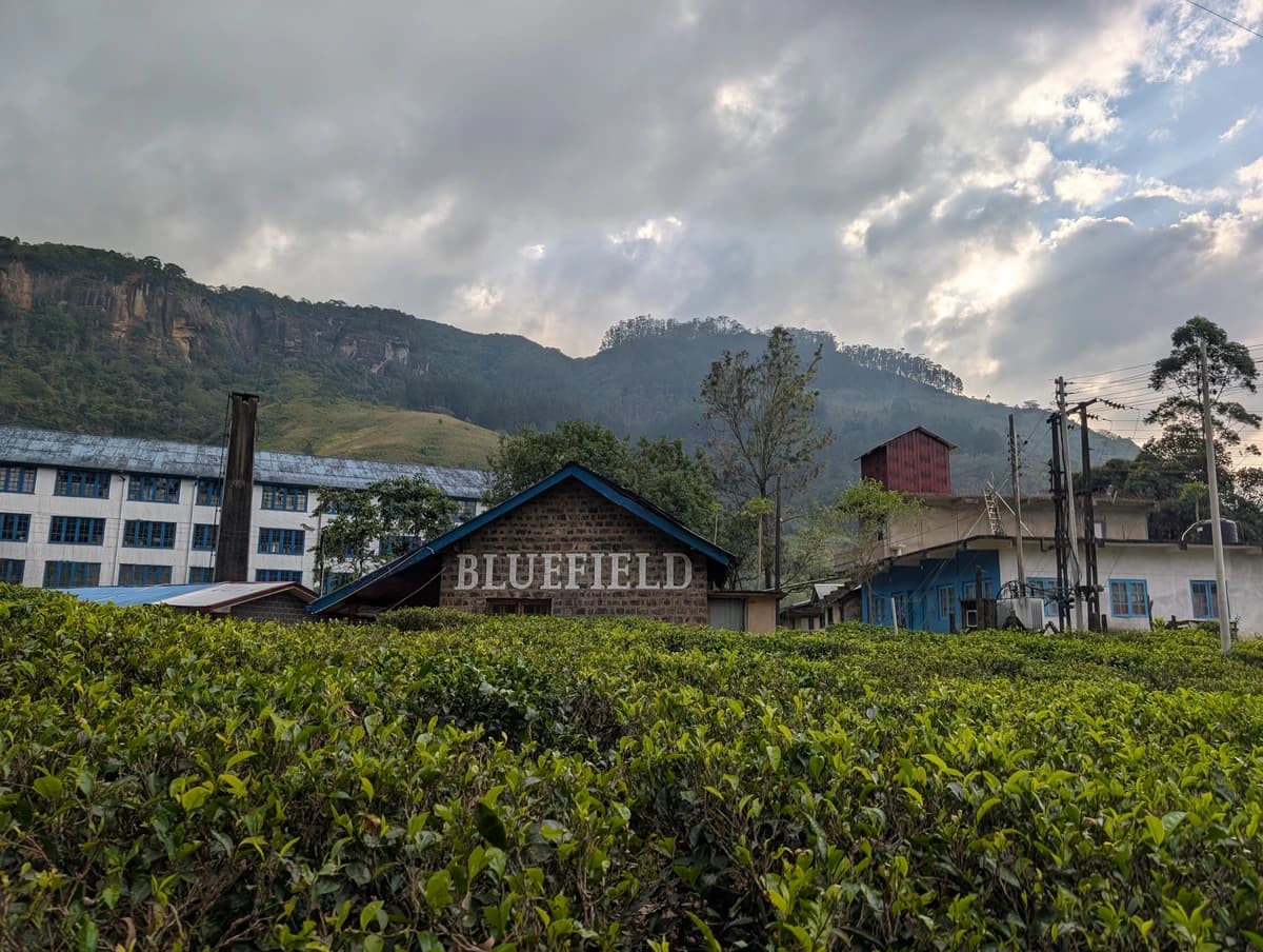 Plantáž Blue Field Factory Plantáž Blue Field Factory