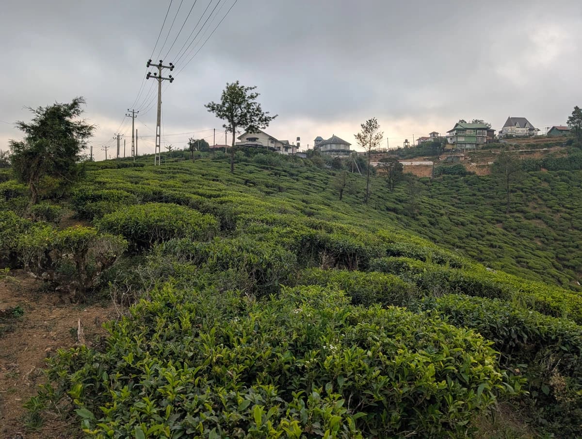 Pedro tea Estate plantáž Pedro tea Estate plantáž