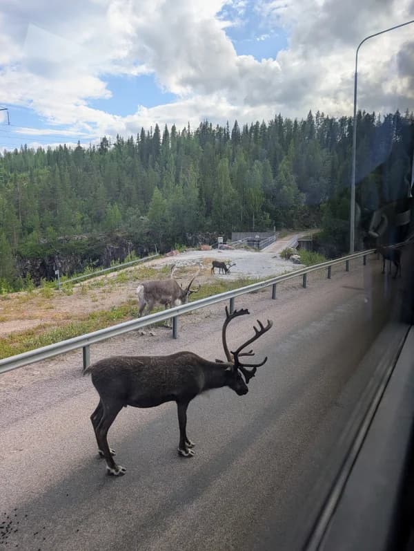 Výhled na soby z autobusu Výhled na soby z autobusu